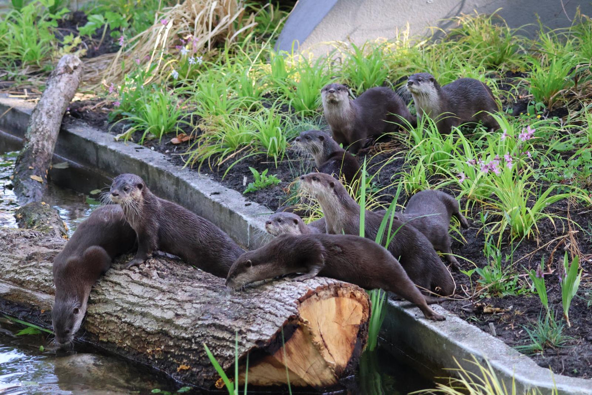 ARTIS-Park tickets met korting - afbeelding 16