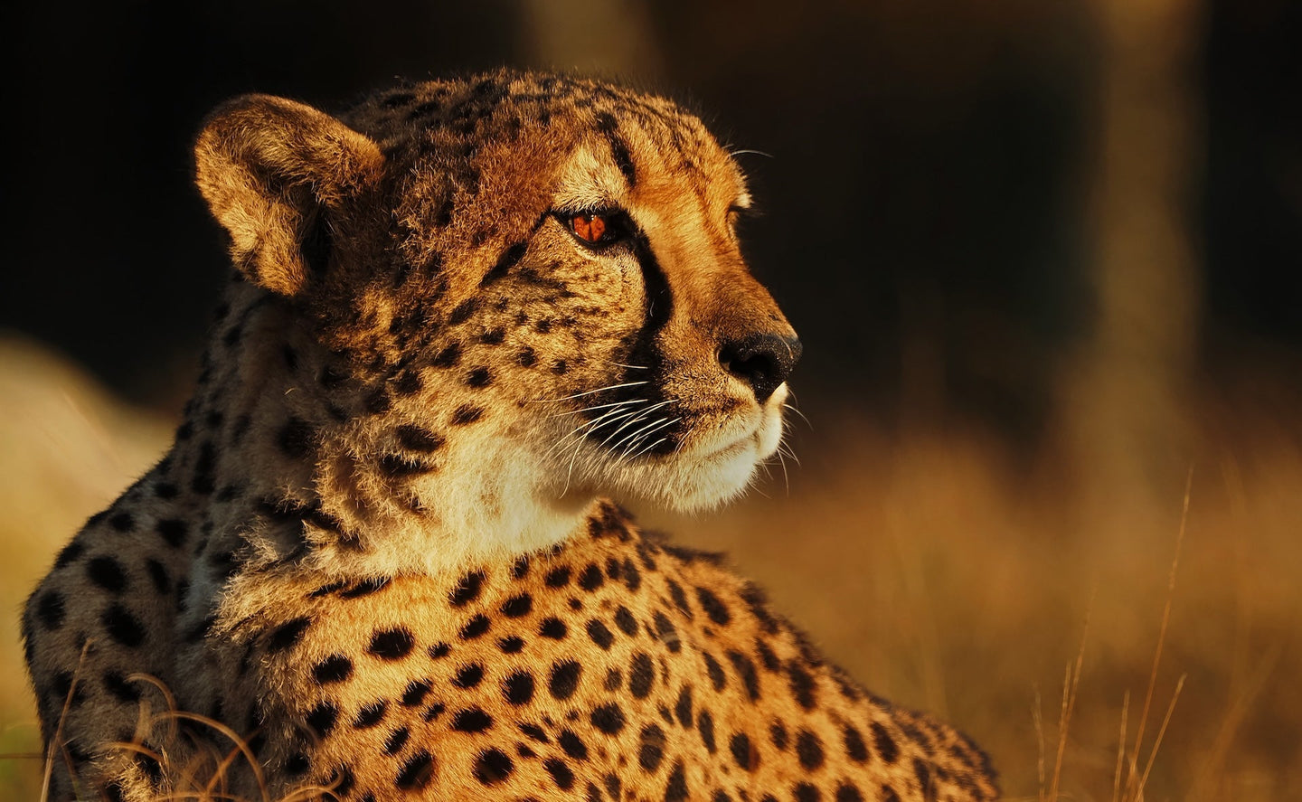 Safari Hotel Beekse Bergen | Verblijf 3 dagen in bijzonder hotel met uitzicht op savanne | incl. dagelijks toegang Safaripark Beekse Bergen - afbeelding 2
