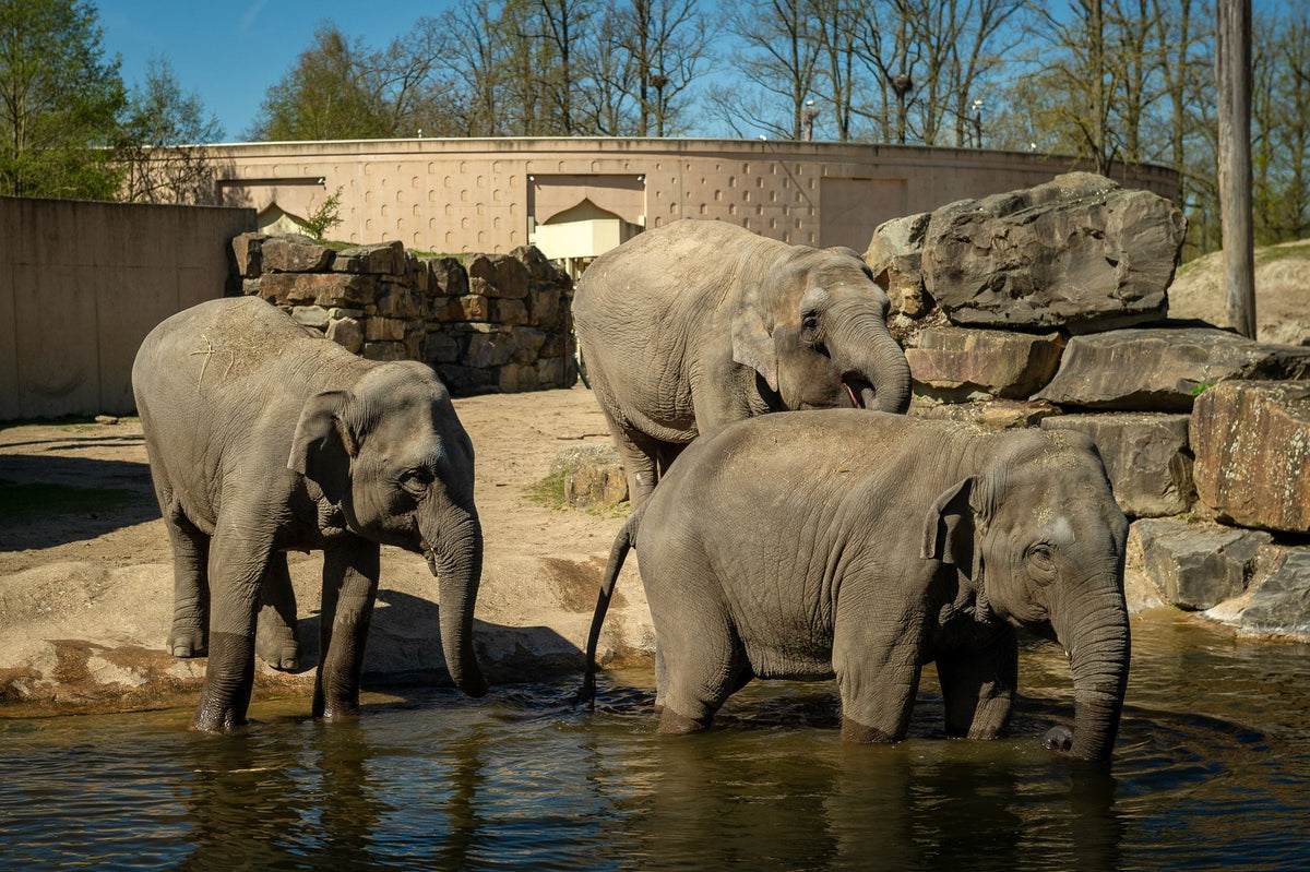ZOO Planckendael - afbeelding 12