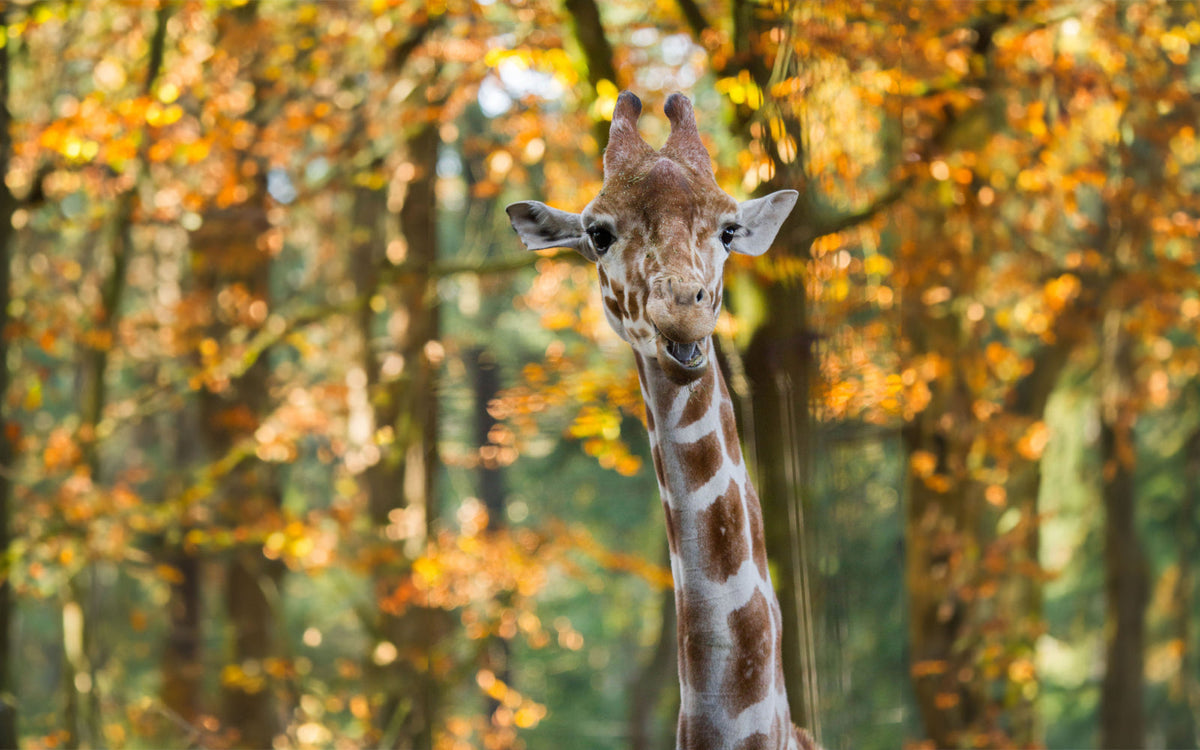DierenPark Amersfoort - afbeelding 2
