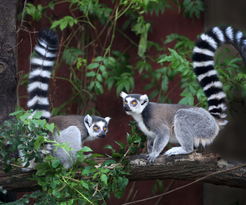 ARTIS-Park tickets met korting - afbeelding 5